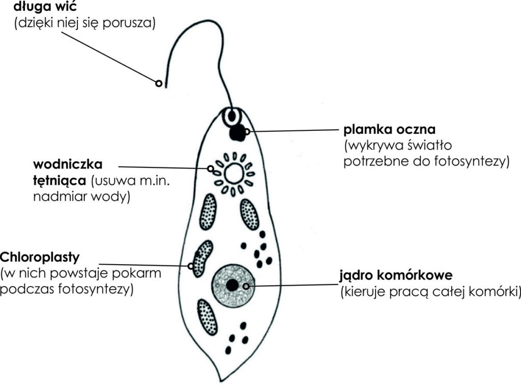 Klasa V Biologia Dzia Iii Bakterie Wirusy Protisty I Grzyby