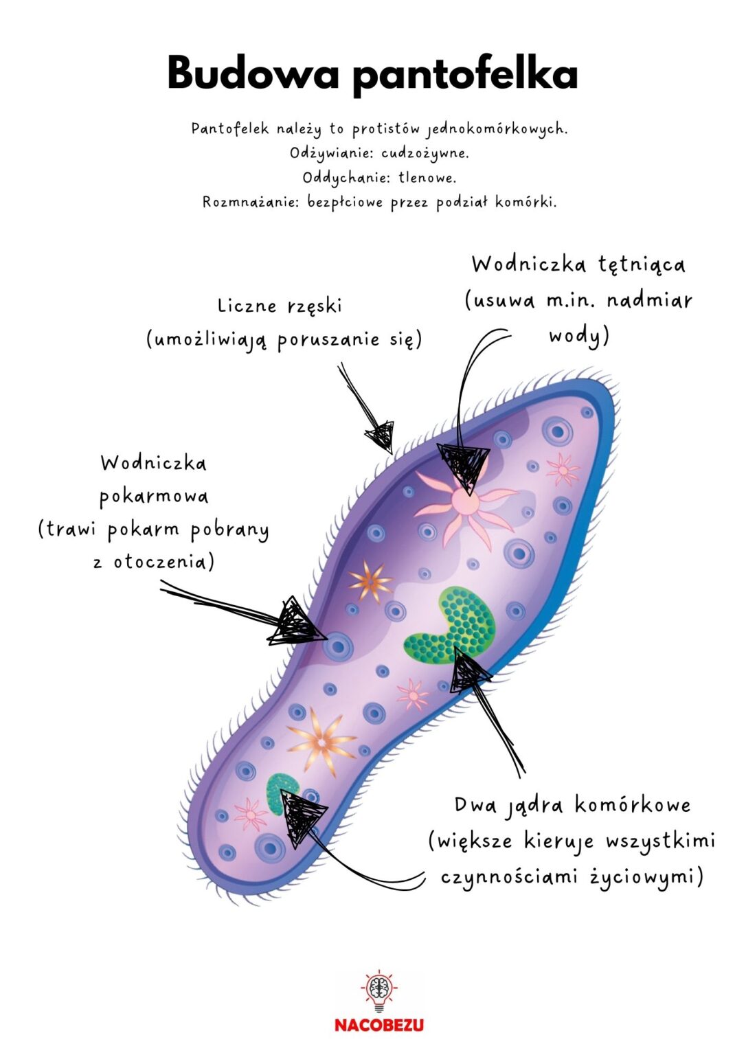 Klasa V Biologia Dzia Iii Bakterie Wirusy Protisty I Grzyby