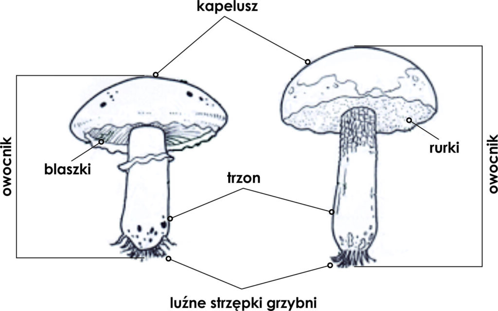 KLASA V BIOLOGIA DZIAŁ III. BAKTERIE, WIRUSY, PROTISTY I GRZYBY