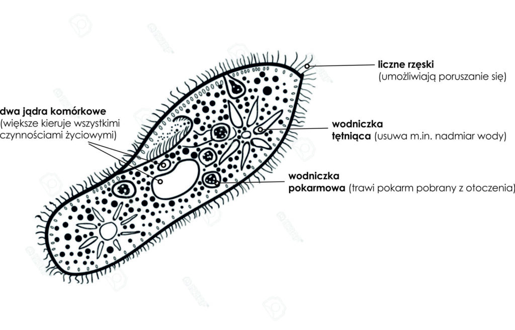 Protisty Budowa I Znaczenie Sprawdzian Z Biologi nacobezu.pl