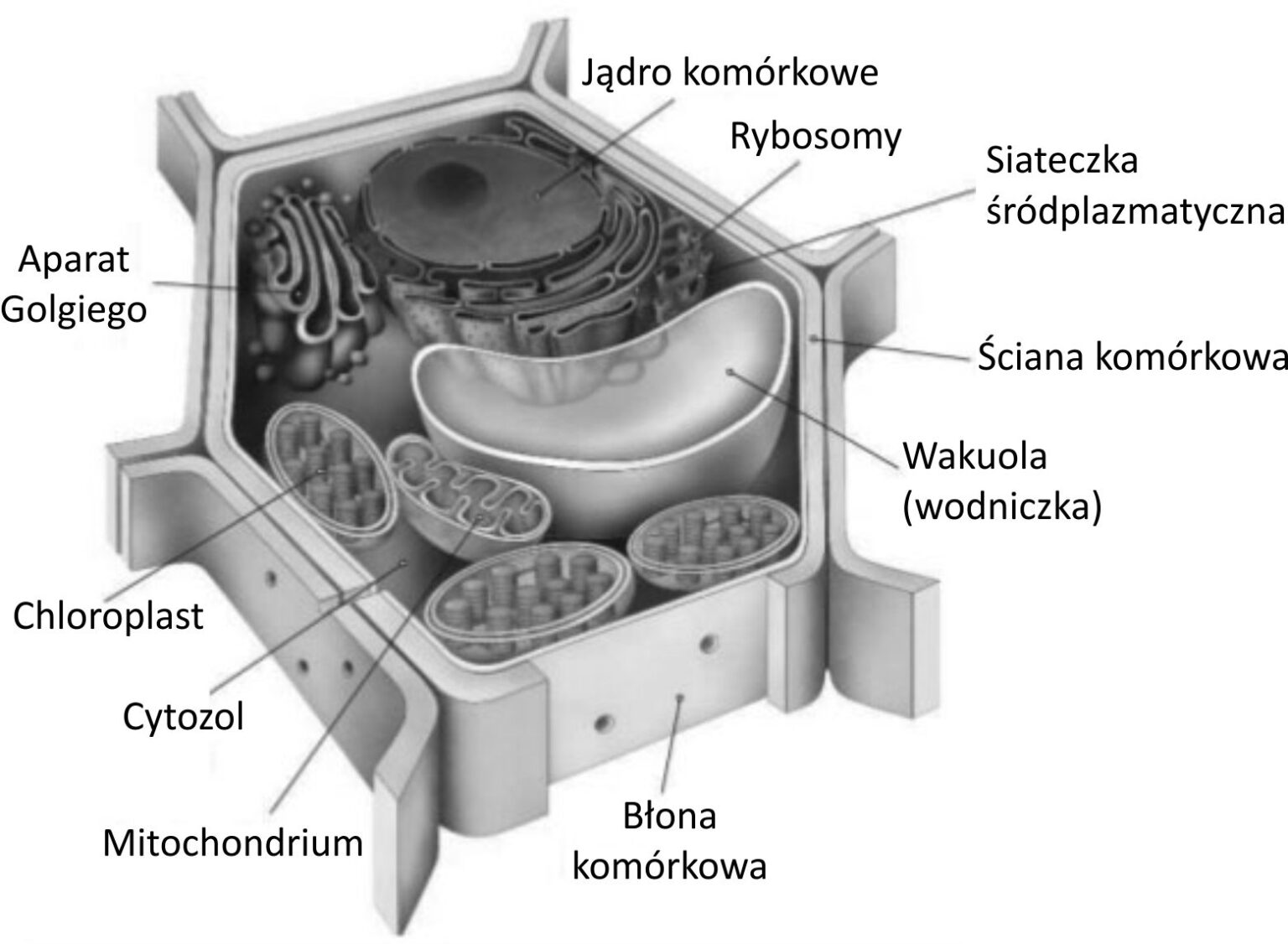KLASA V BIOLOGIA DZIAŁ II. BUDOWA I CZYNNOŚCI ŻYCIOWE ORGANIZMÓW