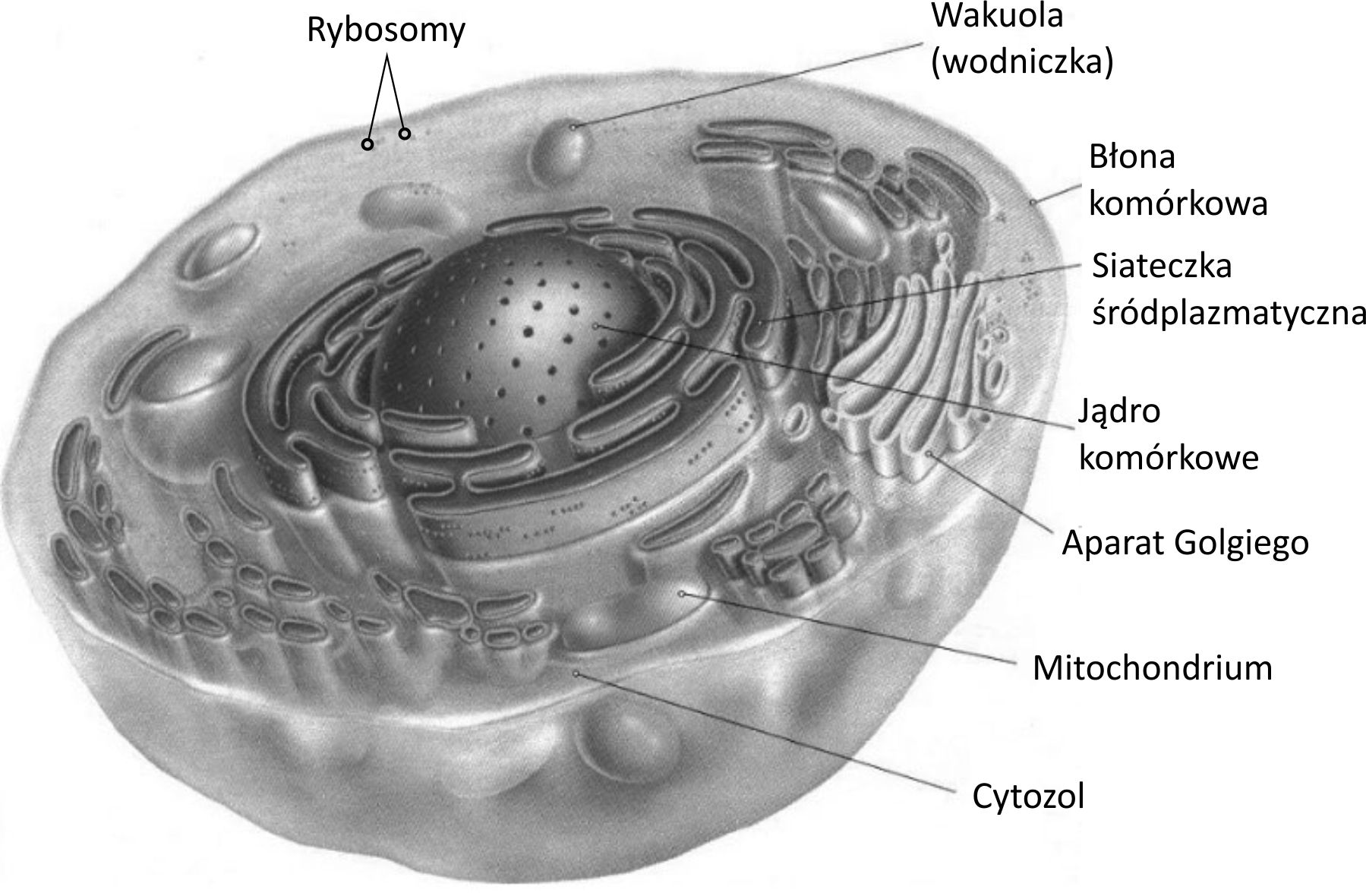 KLASA V BIOLOGIA DZIAŁ II. BUDOWA I CZYNNOŚCI ŻYCIOWE ORGANIZMÓW