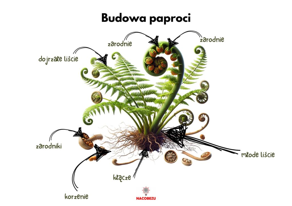 Biologia klasa 5 - paproć