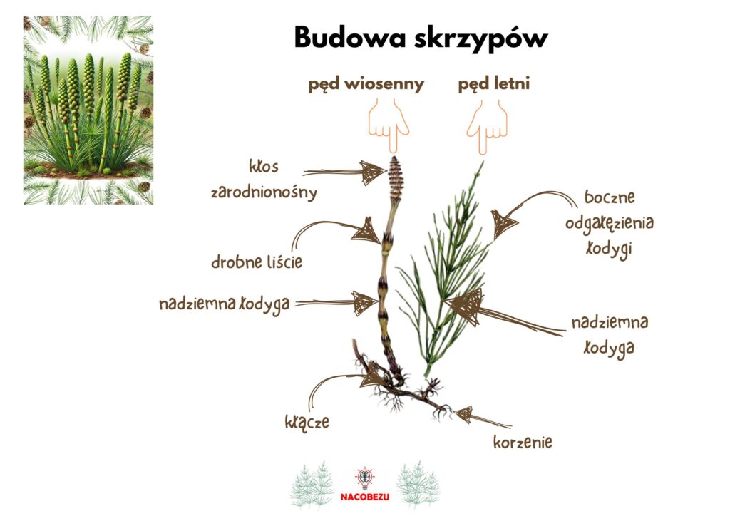 Biologia klasa 5 - skrzyp