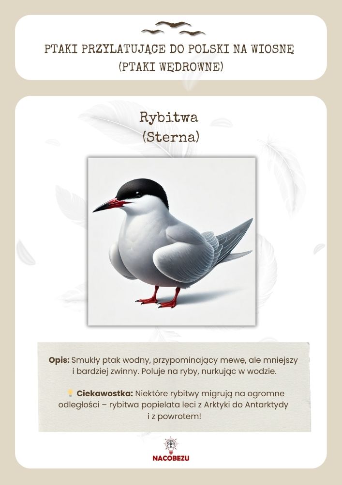 Karty edukacyjne ptaki wędrowne