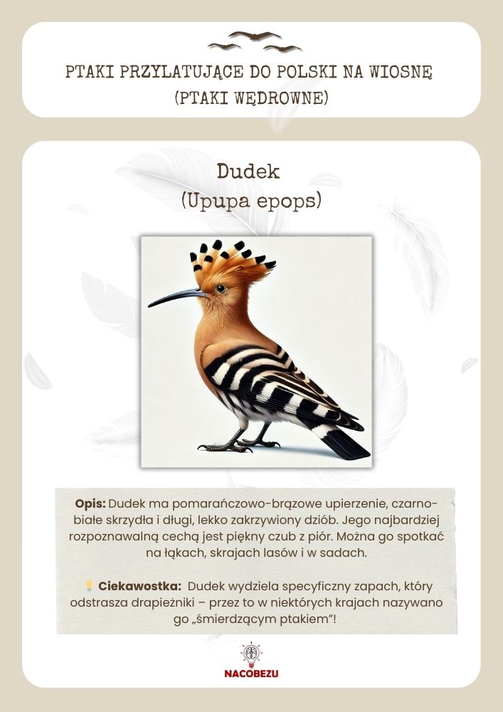 Karty edukacyjne ptaki wędrowne