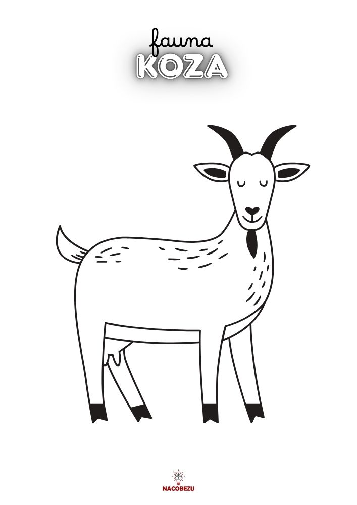 kolorowanki fauna