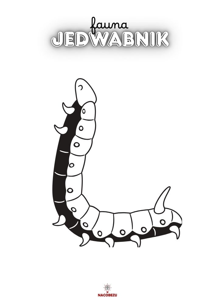 kolorowanka fauna