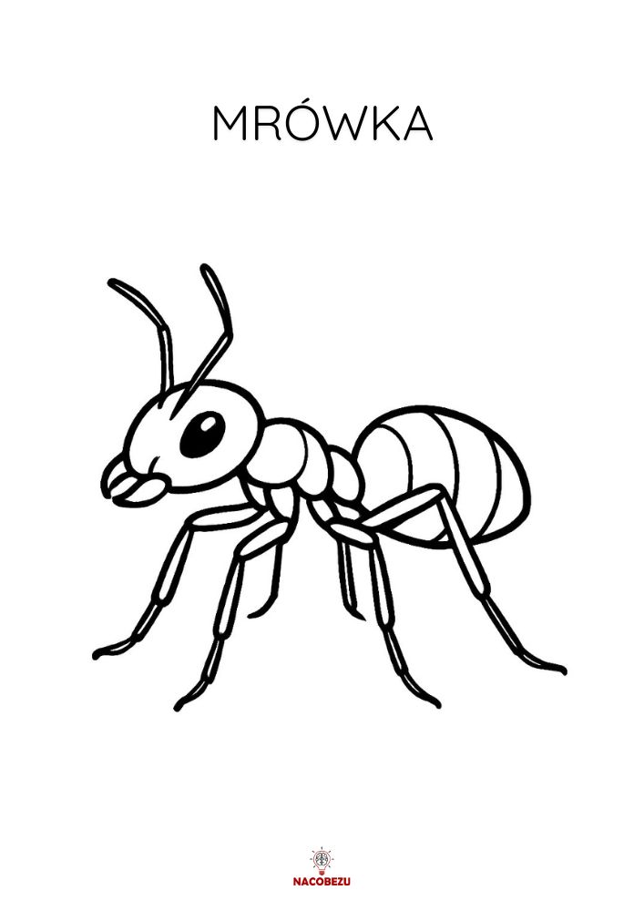 kolorowanki owady