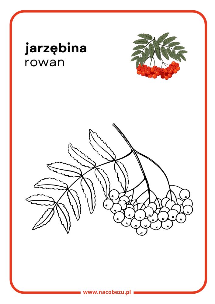 Kolorowanki roślin do druku
