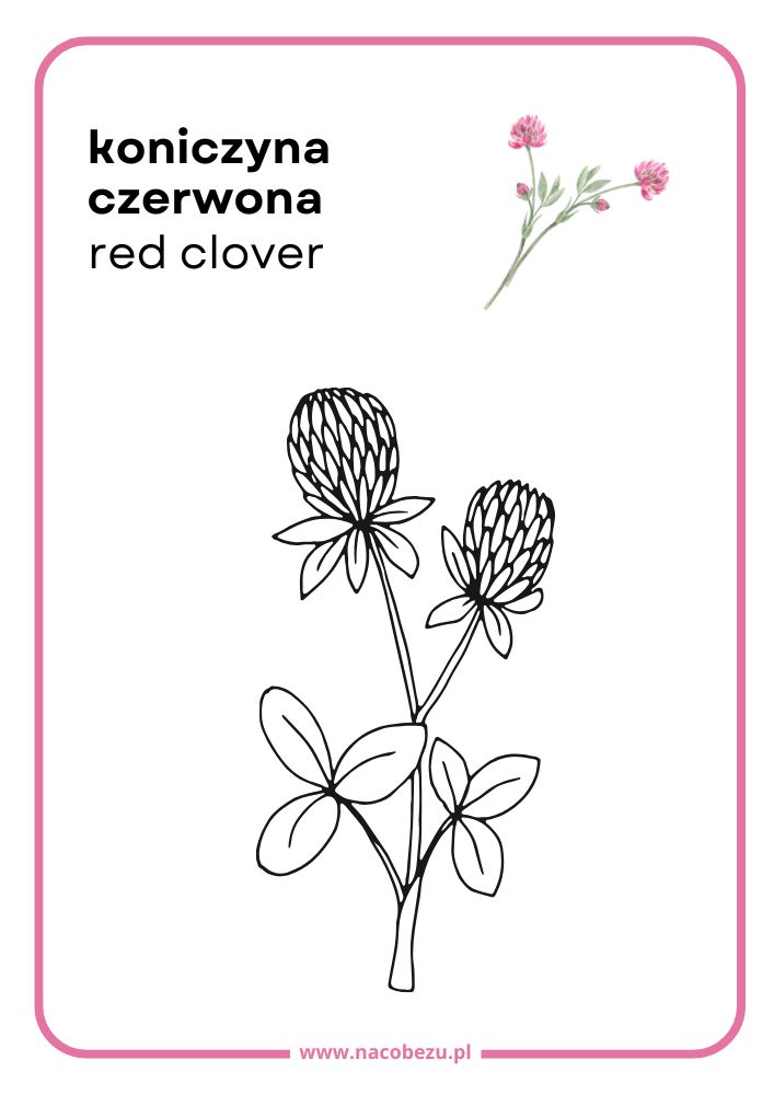 Kolorowanki roślin do druku