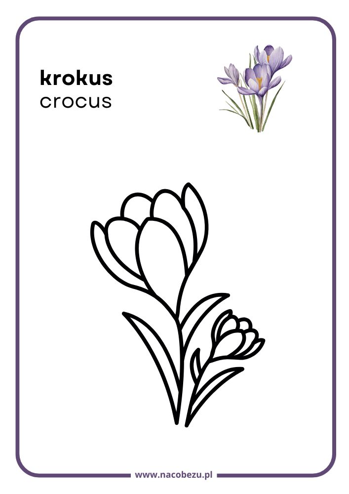 Kolorowanki roślin do druku