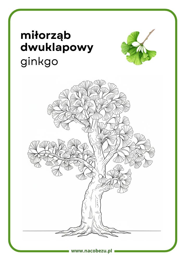 Kolorowanki roślin do druku
