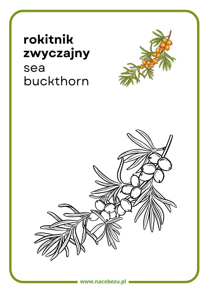 Kolorowanki roślin do druku