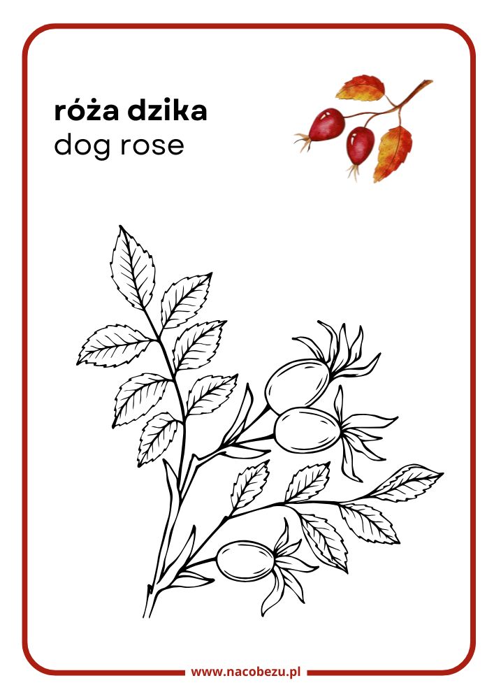 Kolorowanki roślin do druku