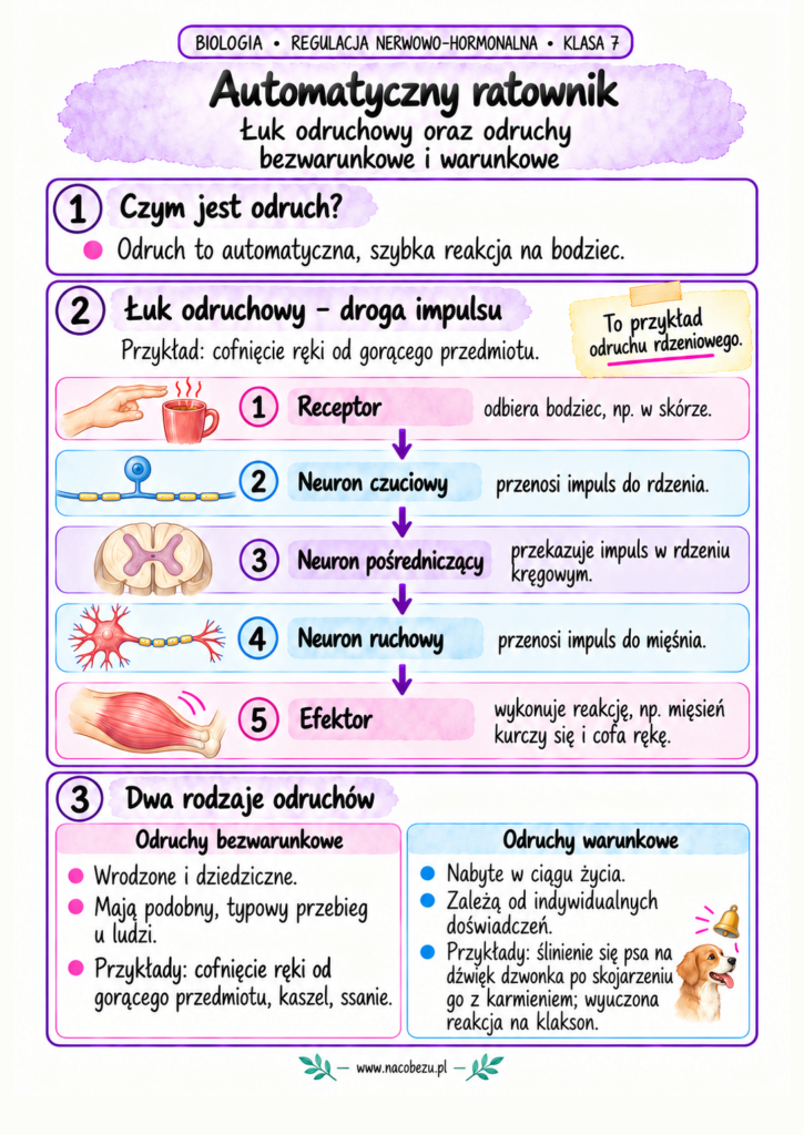 regulacja nerwowo-hormonalna