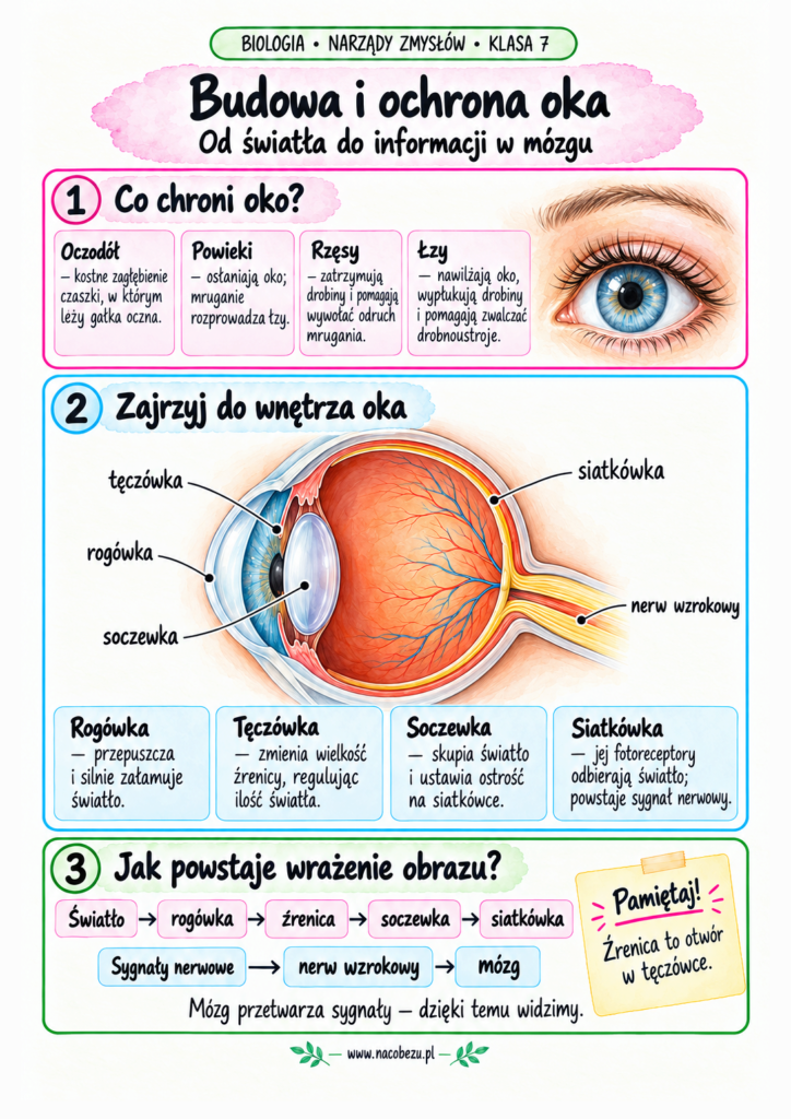 Biologia narządy zmysłów