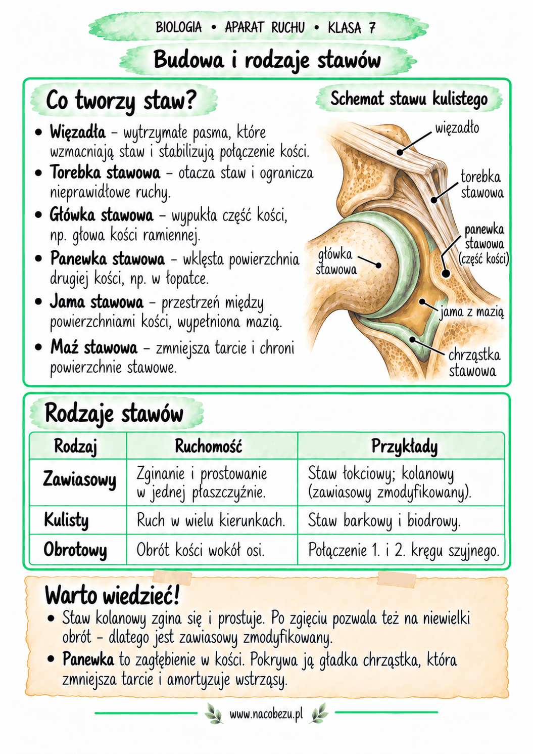 Biologia klasa 7 – aparat ruchu