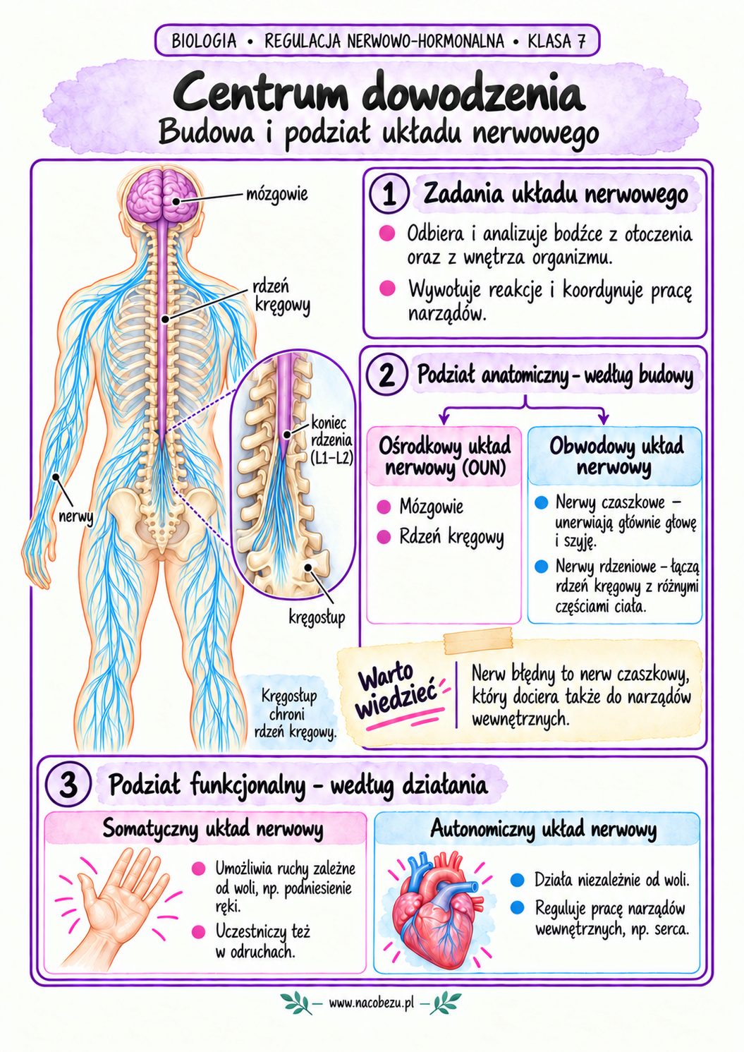 regulacja nerwowo-hormonalna