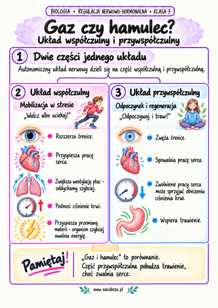regulacja nerwowo-hormonalna