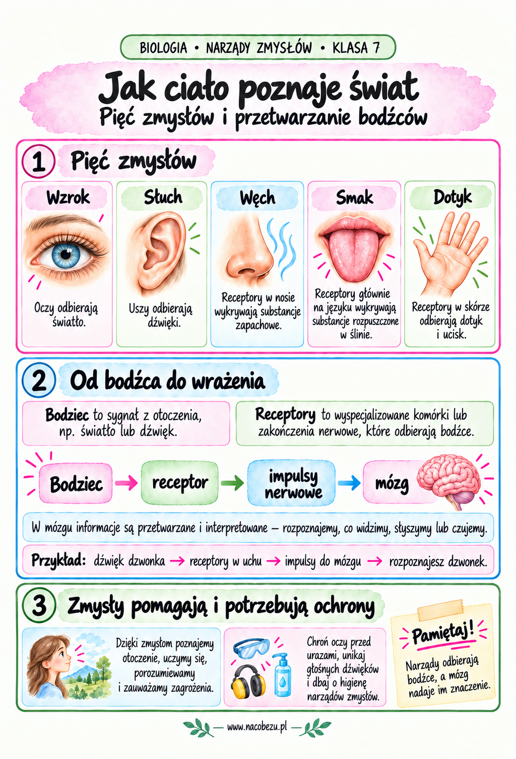 Biologia narządy zmysłów