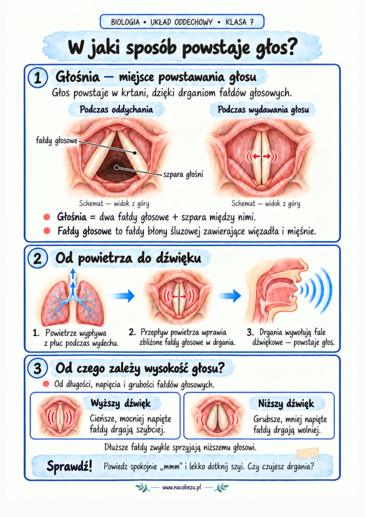 Biologia klasa 7 układ oddechowy