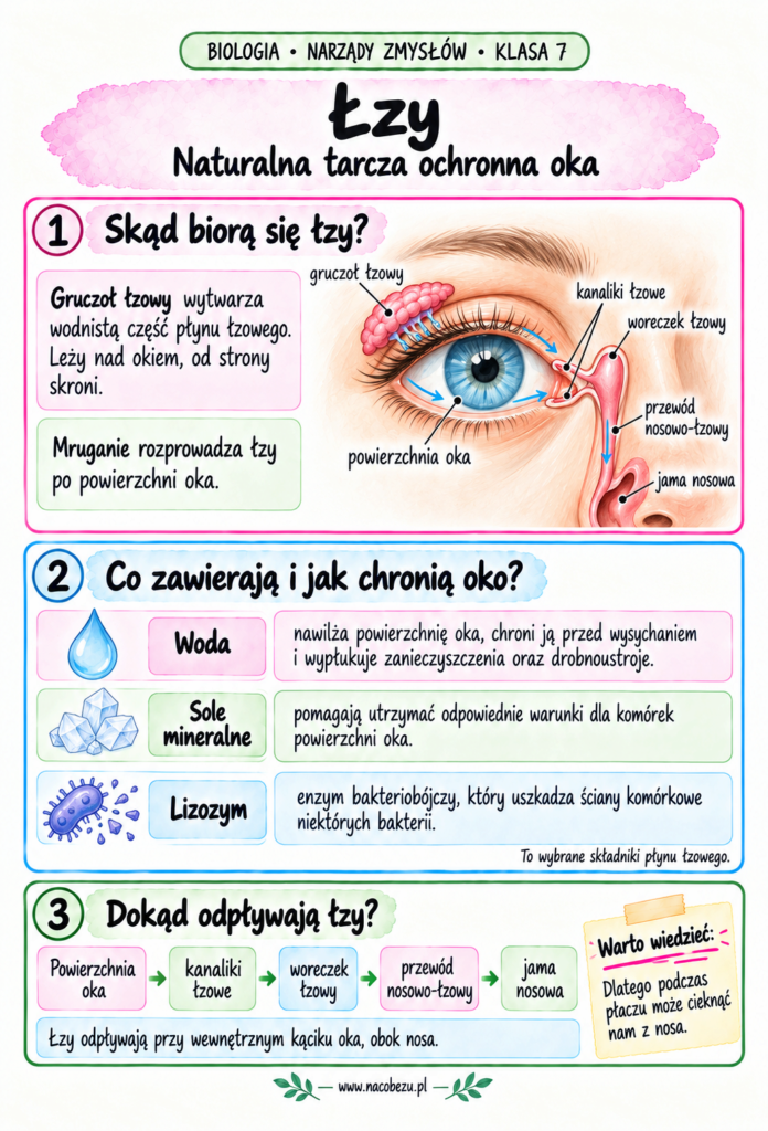 Biologia narządy zmysłów