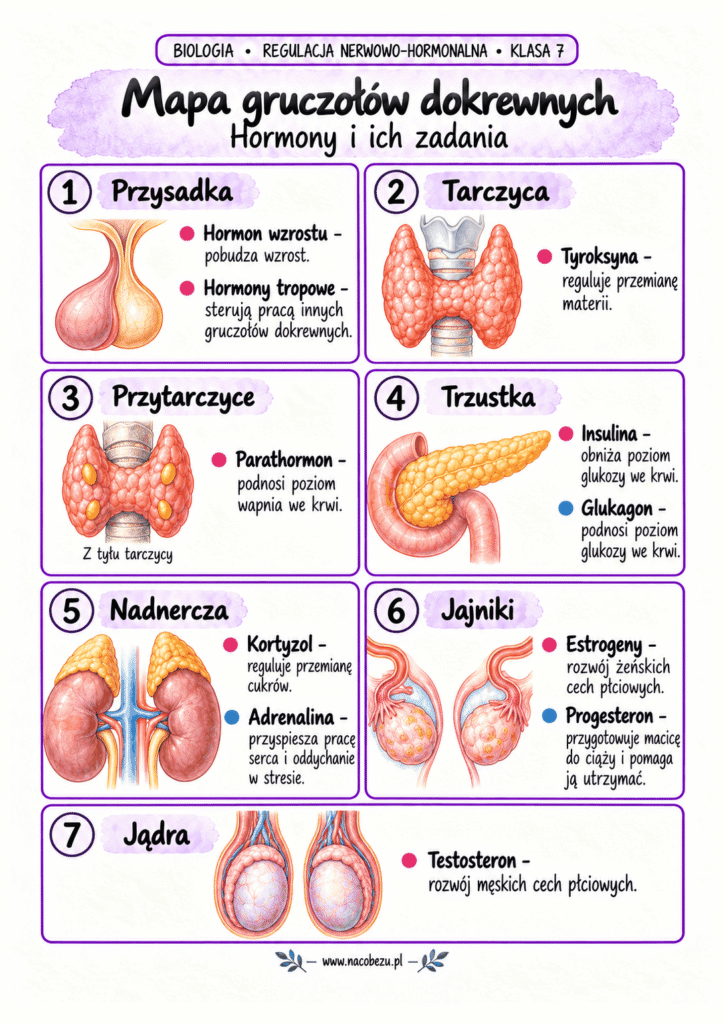 regulacja nerwowo-hormonalna