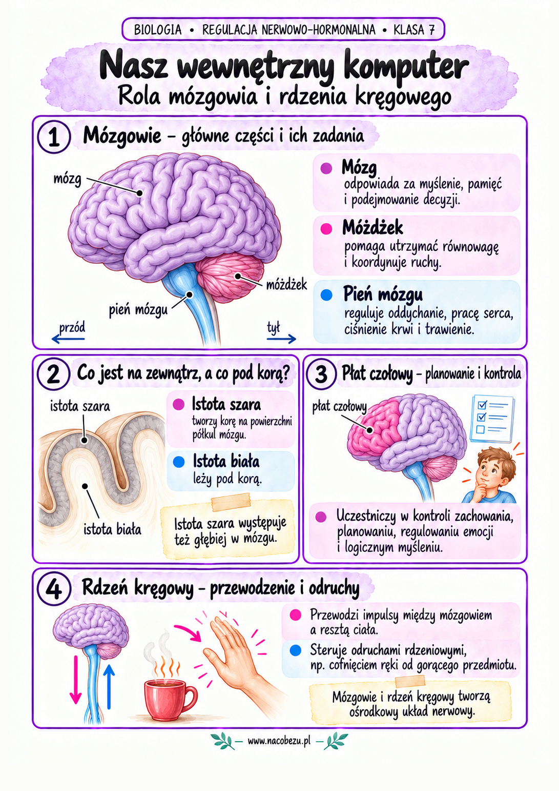 regulacja nerwowo-hormonalna