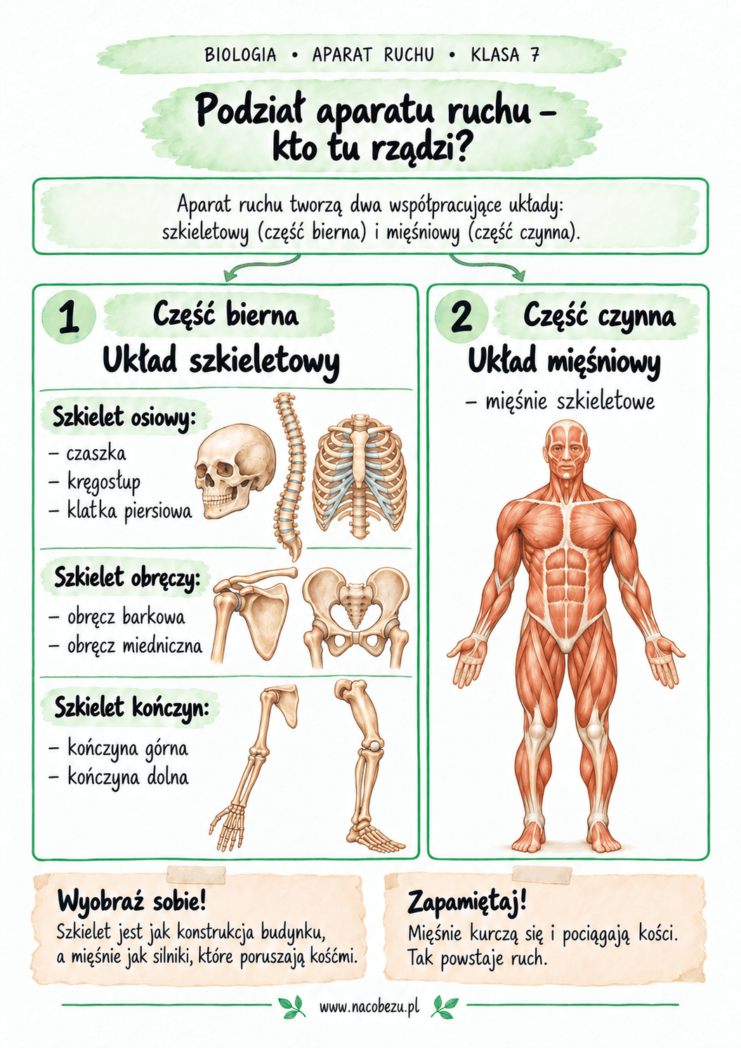 Biologia klasa 7 – aparat ruchu