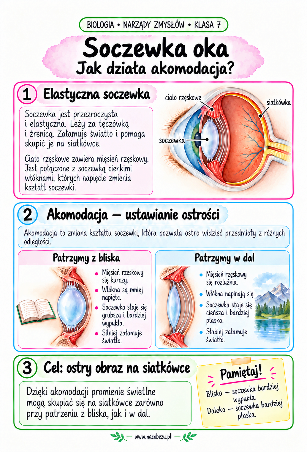 Biologia narządy zmysłów
