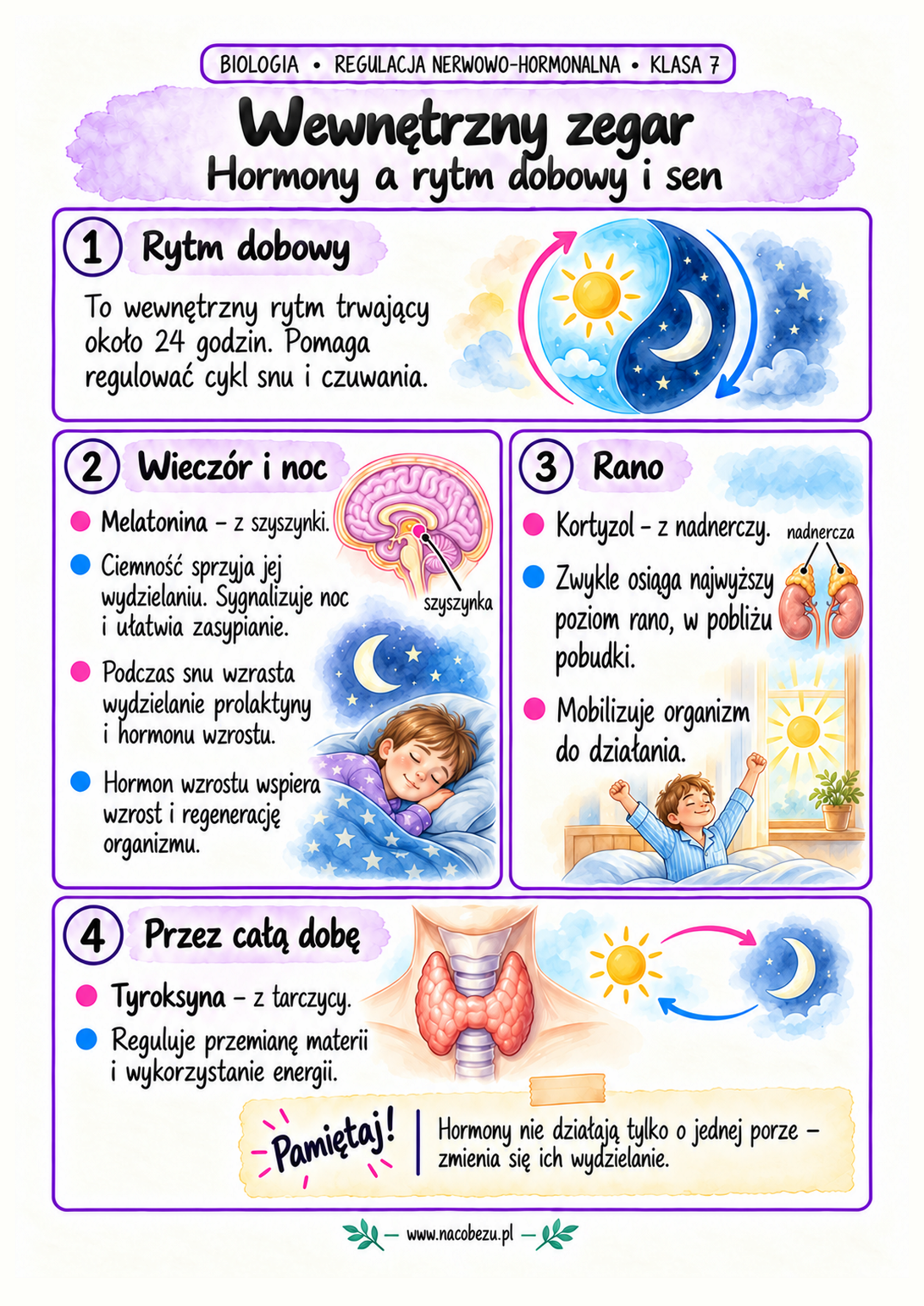 regulacja nerwowo-hormonalna